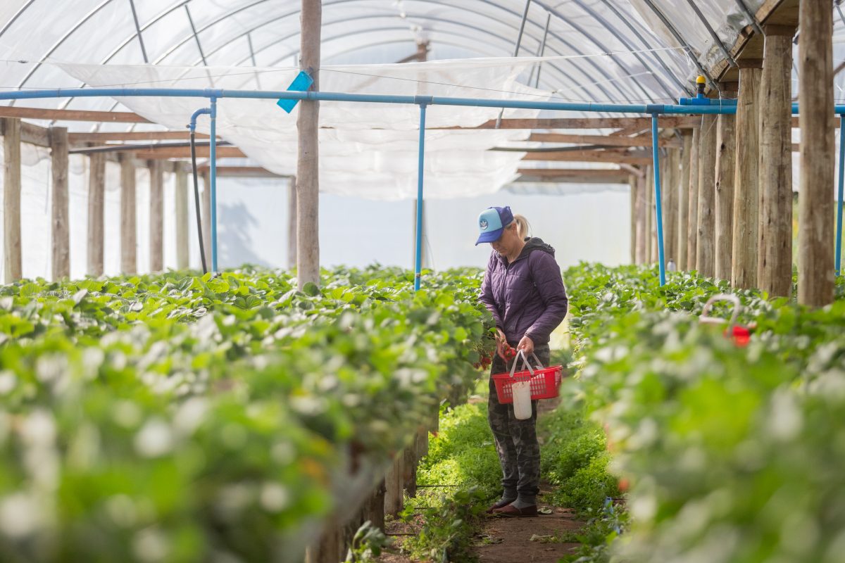 Necessidade de nota fiscal eletrônica para produtores rurais é adiada
