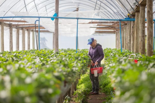 Necessidade de nota fiscal eletrônica para produtores rurais é adiada