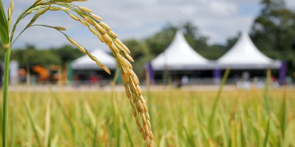 Mercado de arroz da Zona Sul observa desdobramentos da crise na Venezuela