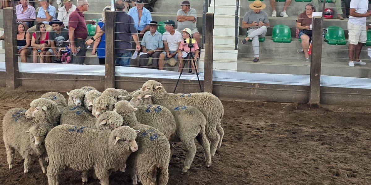 Rematão da 42ª Feovelha supera R$ 1 milhão