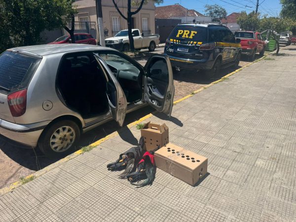 Homens são presos com galos de rinha em situação de maus-tratos em Bagé