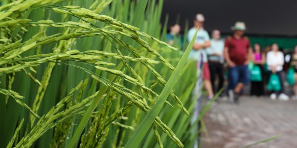 Começam as inscrições para a Abertura Oficial da Colheita do Arroz e Grãos