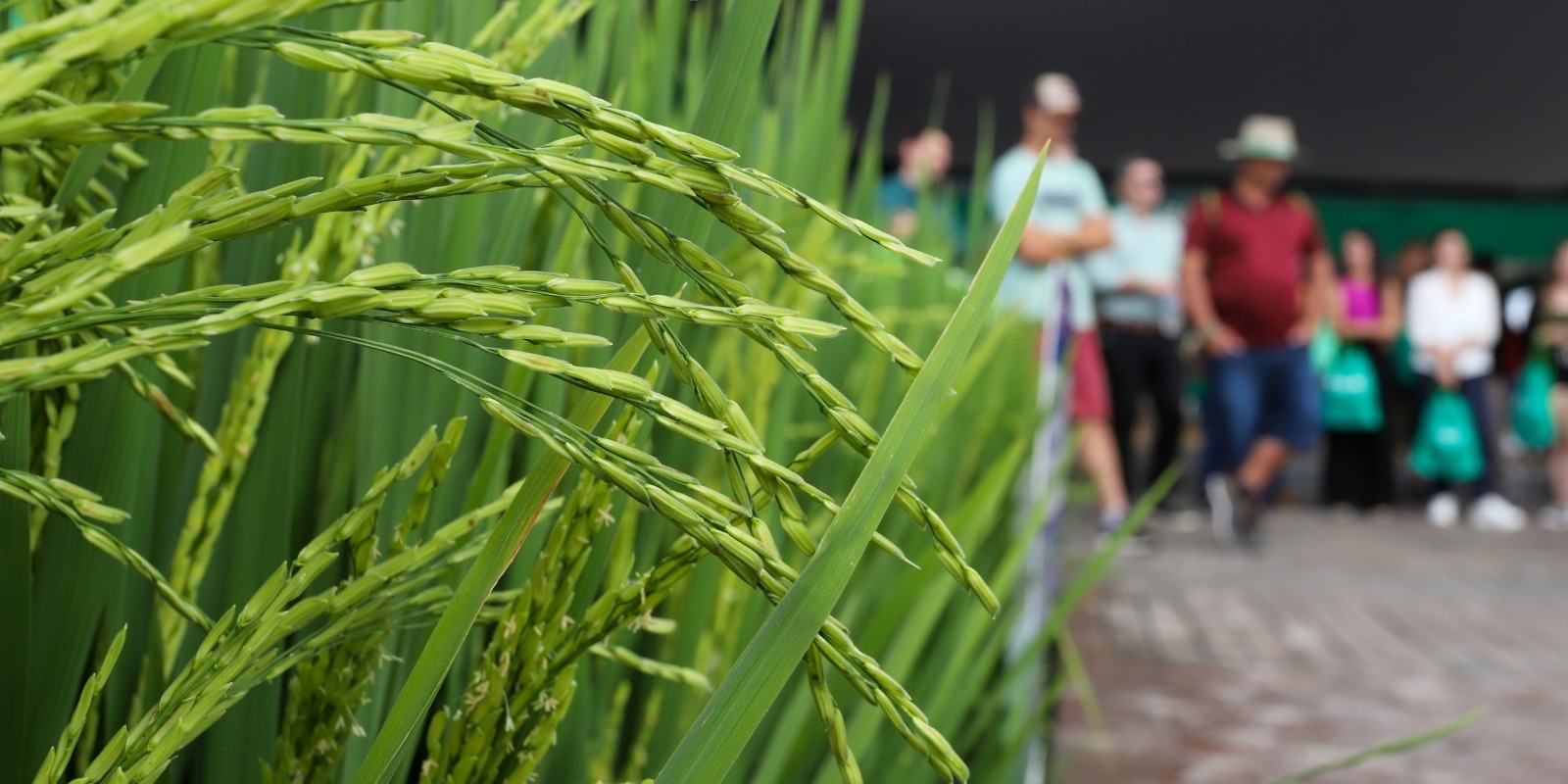 Começam as inscrições para a Abertura Oficial da Colheita do Arroz e Grãos