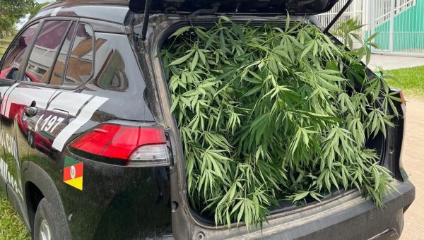 Polícia Civil apreende plantação de cannabis no Cassino