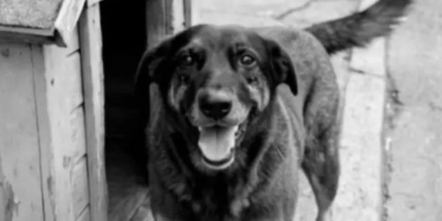 A causa animal importa