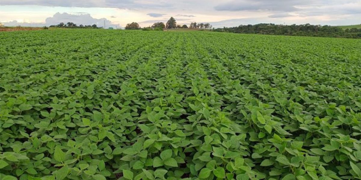 Região Sul está com quase toda a área de soja plantada