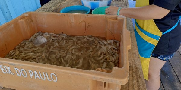 Safra do camarão começa tímida na Lagoa dos Patos e mantém preço alto nas bancas