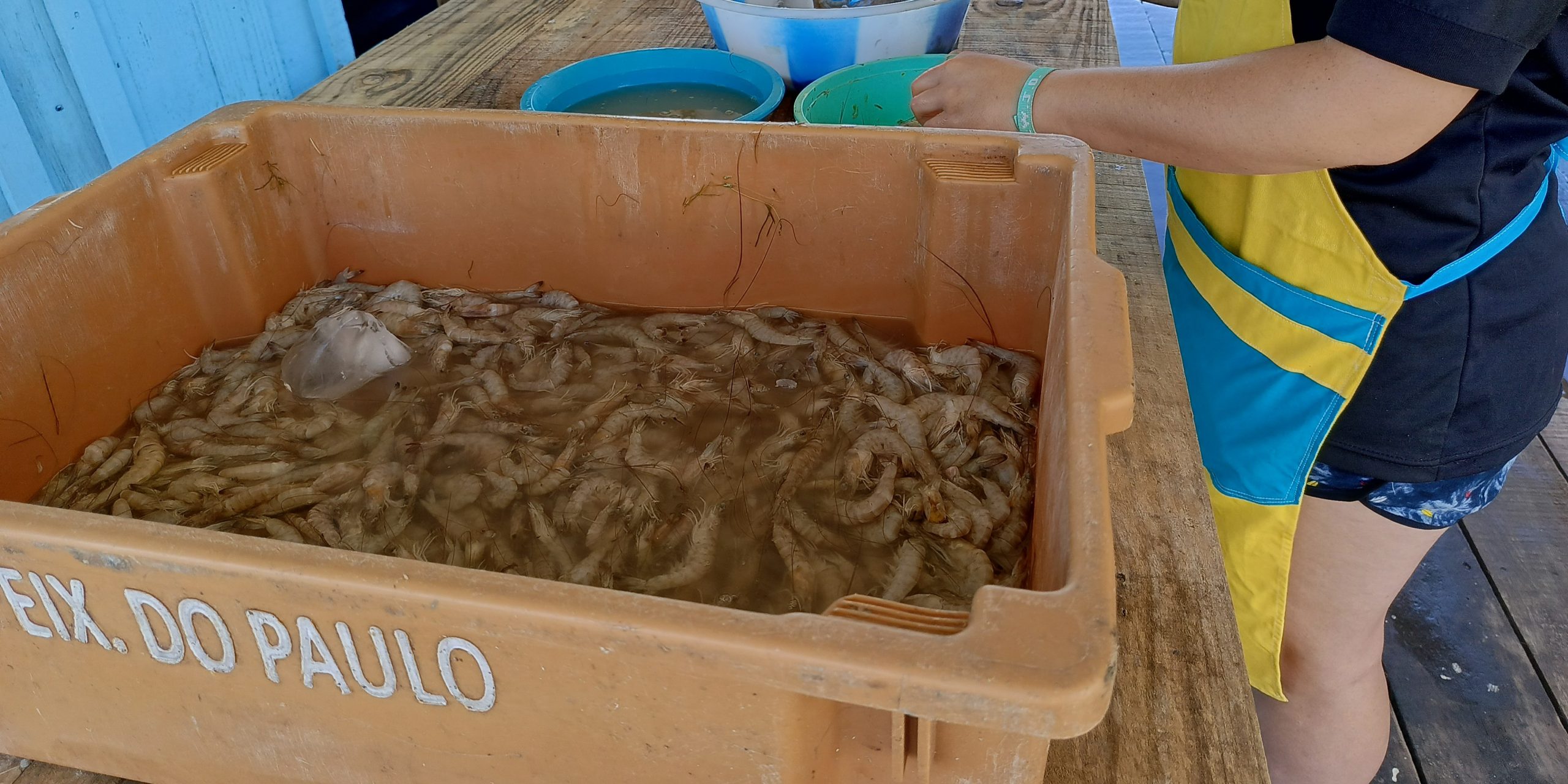Safra do camarão começa tímida na Lagoa dos Patos e mantém preço alto nas bancas