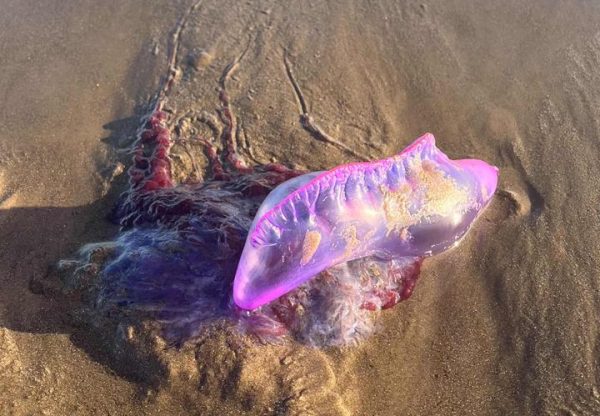 Aparição de caravelas-portuguesas preocupa banhistas na praia do Cassino