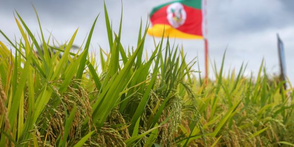 Último dia da Abertura da Colheita do Arroz terá reunião nacional do setor e ato simbólico