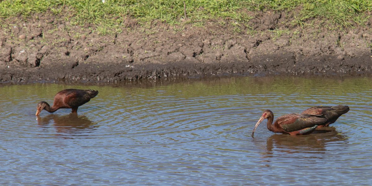 Dia Mundial das Áreas Úmidas reacende alerta para preservação