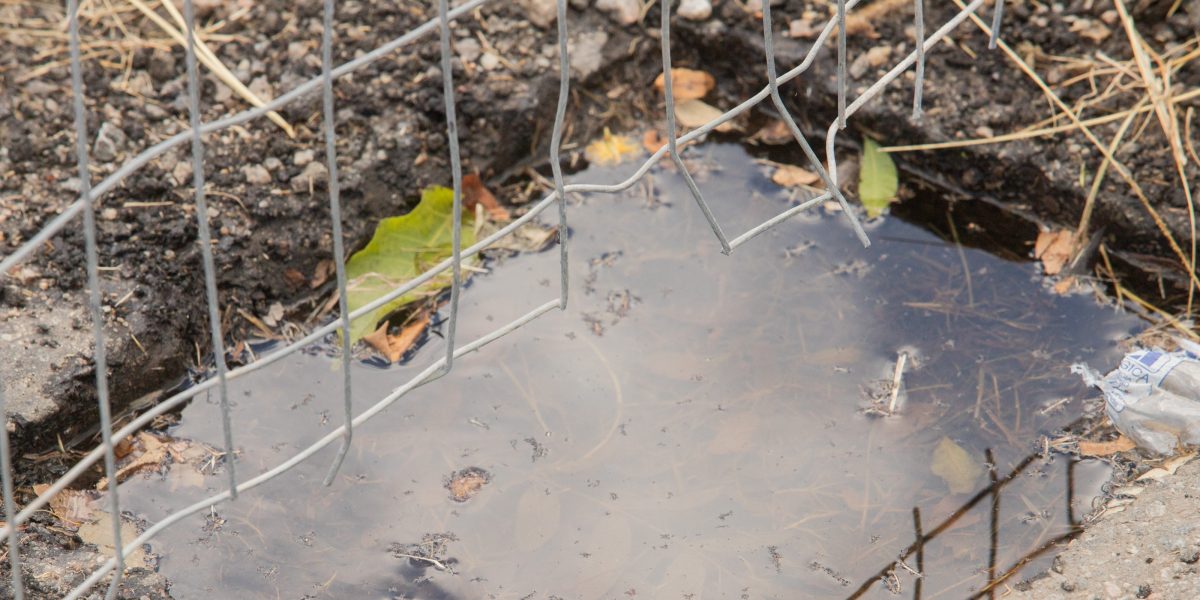 Pelotas e Rio Grande registram aumento de focos do mosquito da dengue