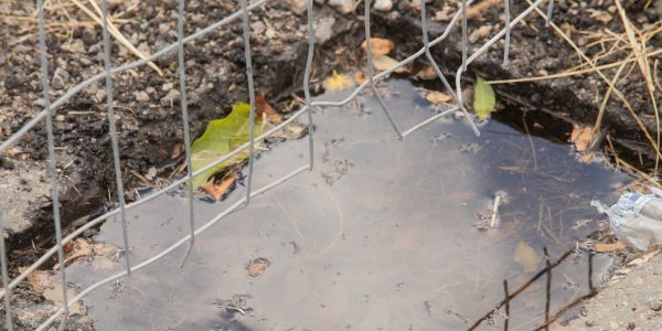 Pelotas e Rio Grande registram aumento de focos do mosquito da dengue