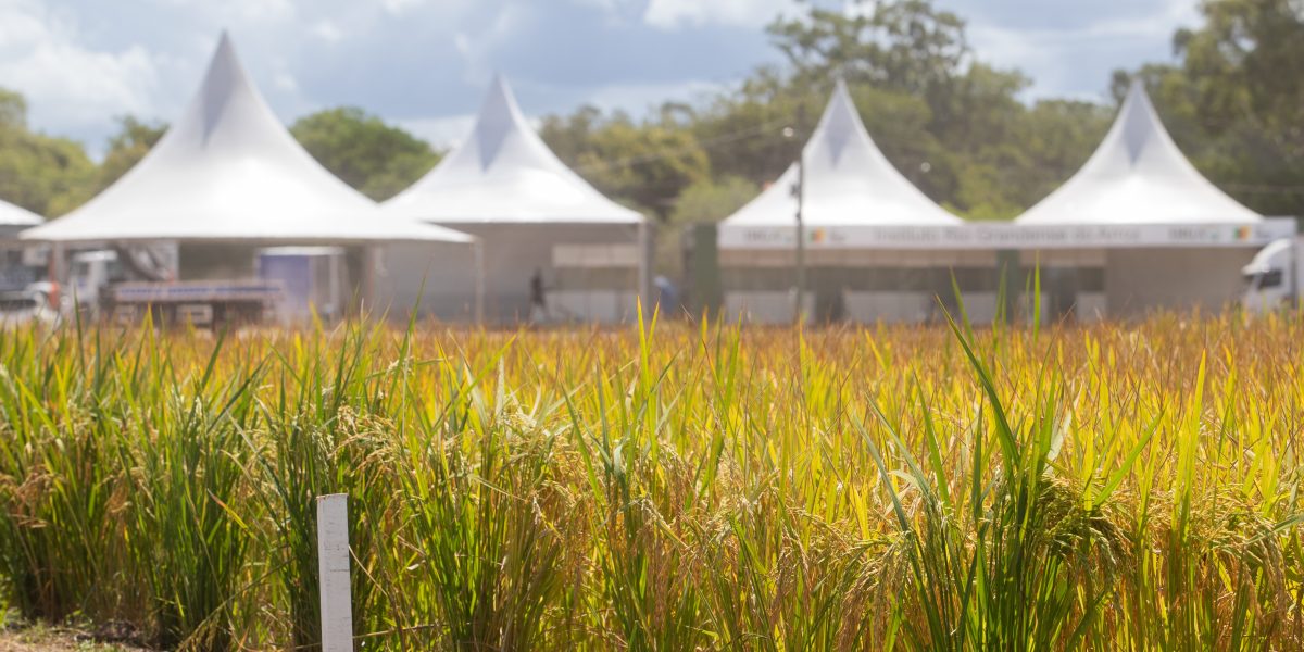 Abertura da Colheita do Arroz no Capão do Leão entra na reta final dos preparativos