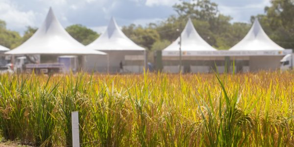 Abertura da Colheita do Arroz no Capão do Leão entra na reta final dos preparativos