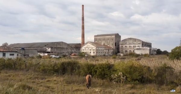 Destaque na produção do arroz coloca engenho entre os maiores do mundo