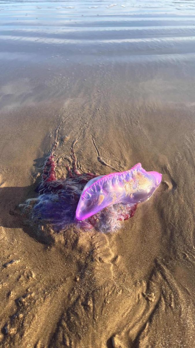 Aparição de caravelas-portuguesas preocupa banhistas na praia do Cassino