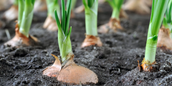 1,5 mil famílias impactadas pela crise da cebola em São José do Norte