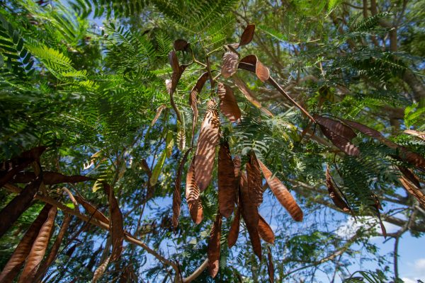 Projeto de lei busca conter avanço da leucena, espécie invasora presente na região