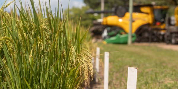 Representantes de arrozeiros cobram medidas governamentais urgentes contra crise no setor