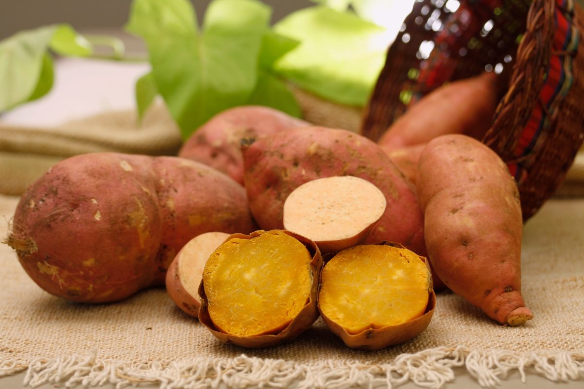 Embrapa apresenta nova cultivar de batata-doce