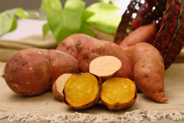 Embrapa apresenta nova cultivar de batata-doce