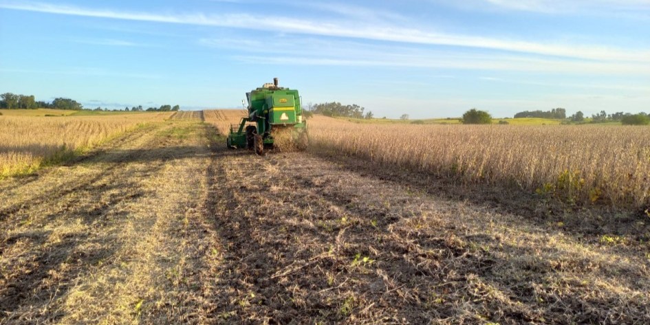 Primeiros grãos de soja já são colhidos na região