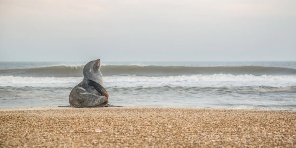 Projeto na Câmara dos Deputados tenta derrubar criação do Parque do Albardão
