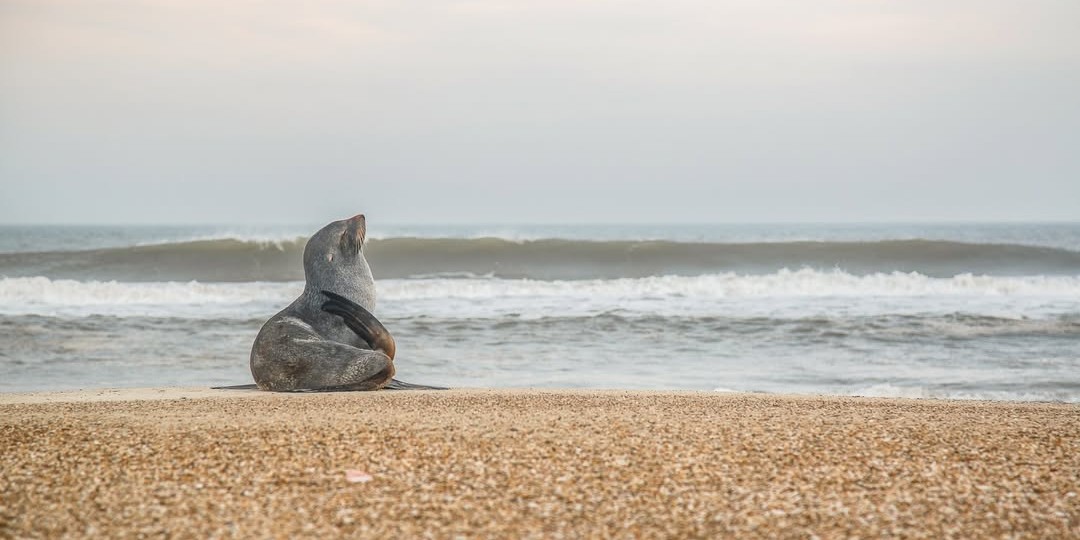 Projeto na Câmara dos Deputados tenta derrubar criação do Parque do Albardão