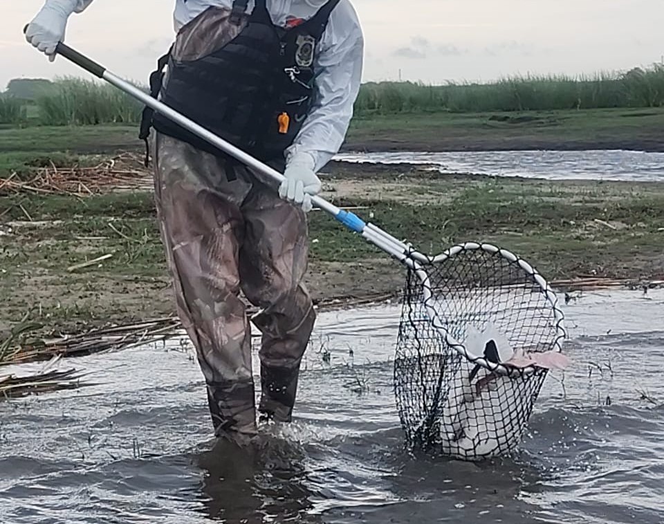 Sobe para 15 o número de animais infectados por gripe aviária no Taim