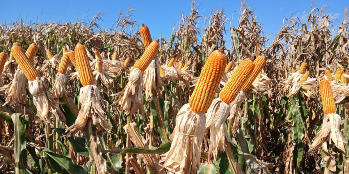 Pouca chuva já impacta produção na Zona Sul