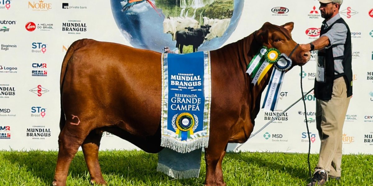 Cabanha Recalada do Capão do Leão leva prêmios no Mundial Brangus 2026