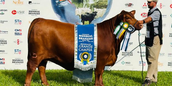 Cabanha Recalada do Capão do Leão leva prêmios no Mundial Brangus 2026