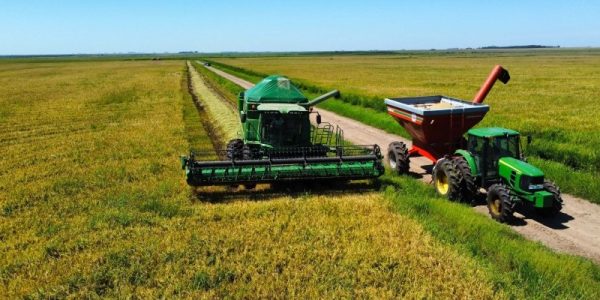 Zona Sul já colheu mais de 90% do arroz plantado