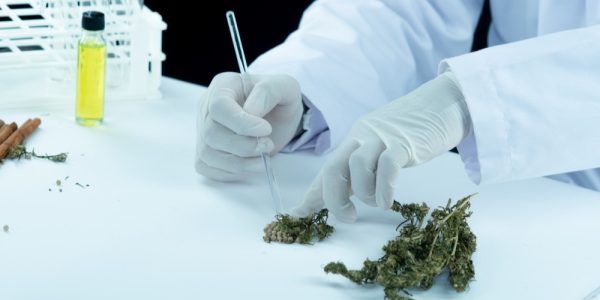 Pesquisa busca desenvolver cannabis adaptada e pode baratear medicamentos