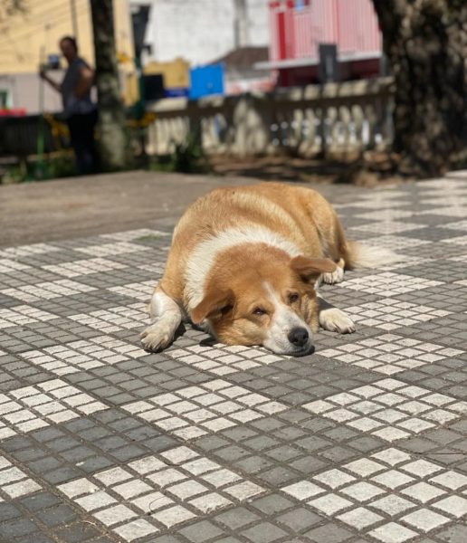 Quatro cães são mortos por envenenamento em uma semana em Canguçu