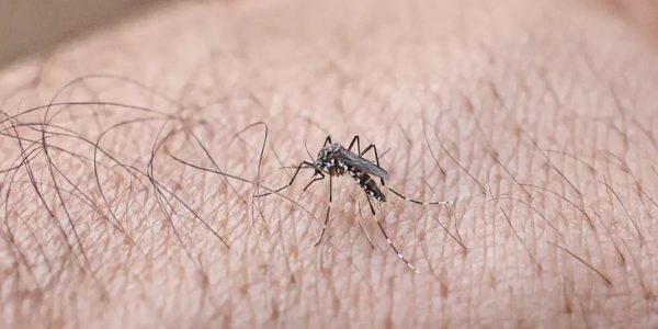Pelotas registra primeiro caso de Chikungunya em 2026