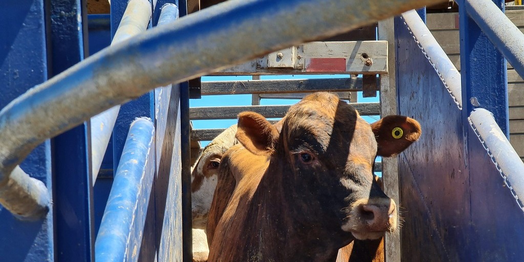 Projeto quer proibir transporte comercial marítimo de animais