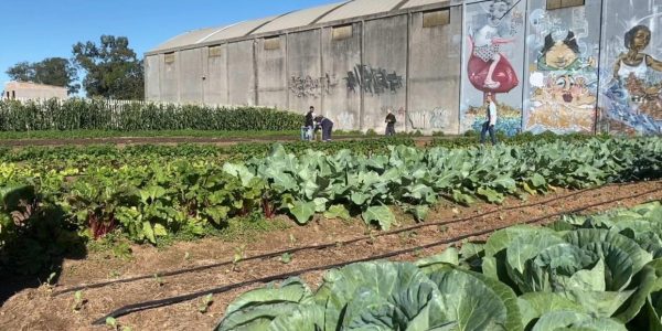 Projeto que une produção de alimentos orgânicos e formação de jovens chega em Pelotas