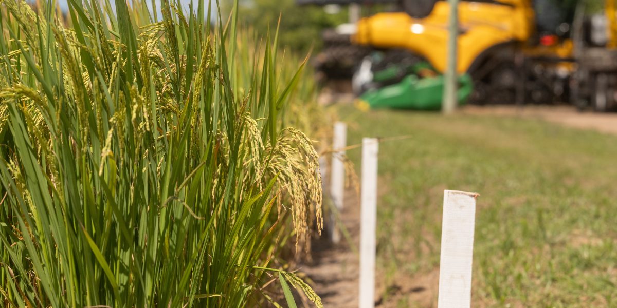 Safra do arroz encerra com redução no volume e preço baixo