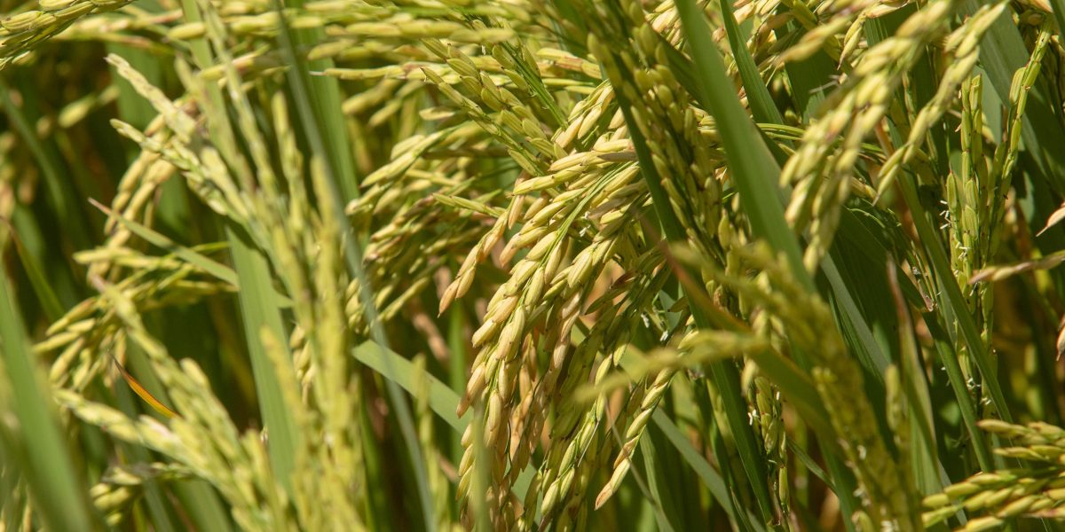 Leilão de Pepro comercializa 39,4 mil toneladas de arroz com casca