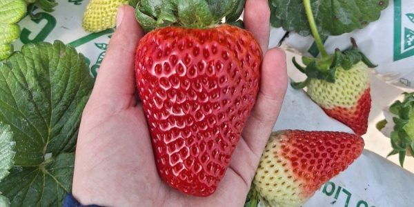 Dia de Campo do Morango apresentará tecnologias sustentáveis para a cultura