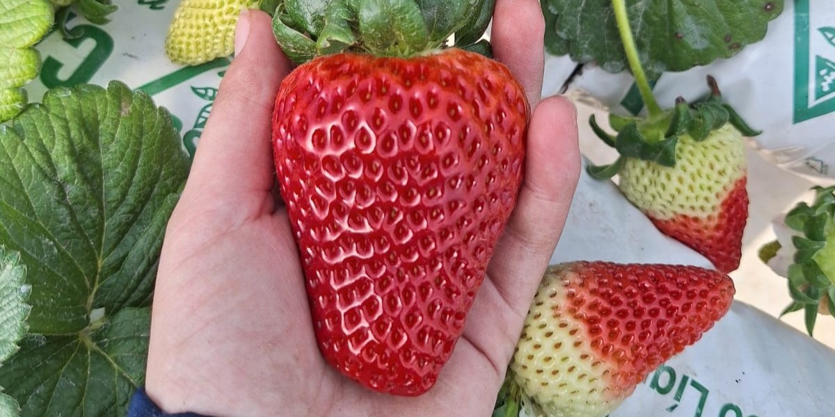Dia de Campo do Morango apresentará tecnologias sustentáveis para a cultura