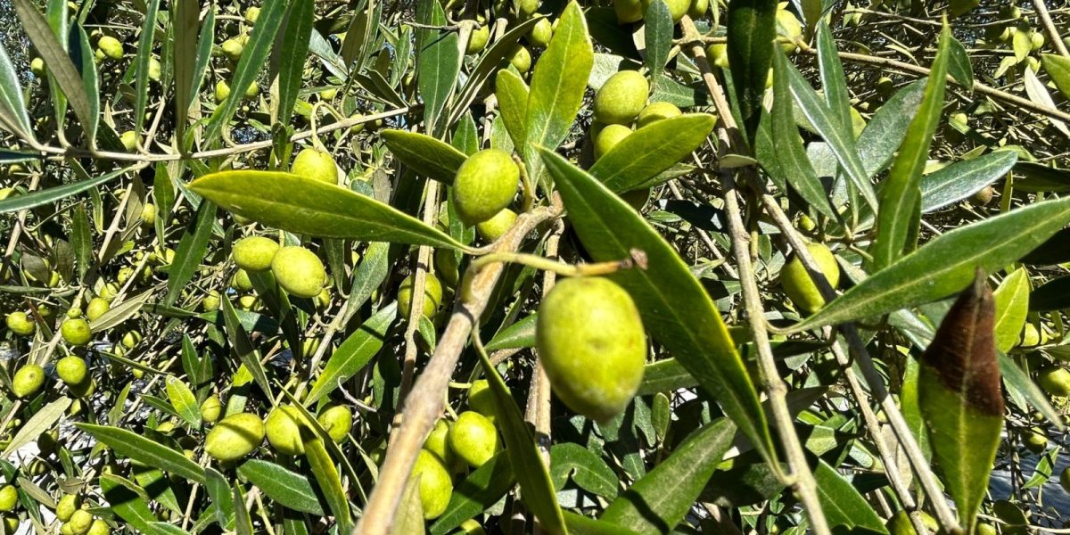 Centro de inovação em olivicultura busca fortalecer produção de azeite no Rio Grande do Sul