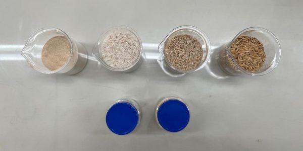 Pesquisa aposta em proteína do arroz como alternativa à produção