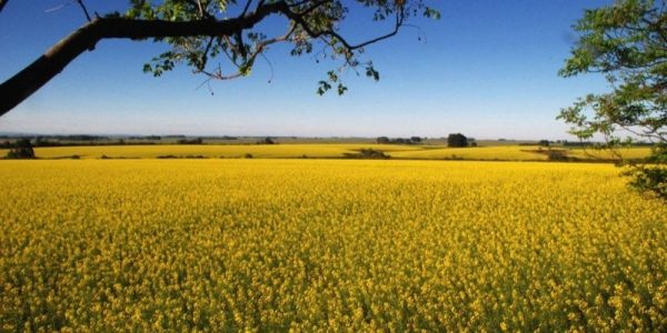 Emater prevê produção de canola como destaque nas culturas de inverno em Pelotas