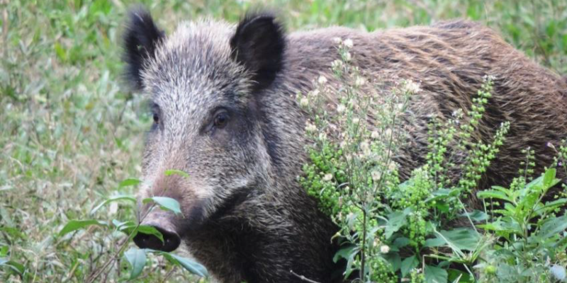 Produtores rurais têm até 30 de junho para informar ocorrência de javalis no Rio Grande do Sul