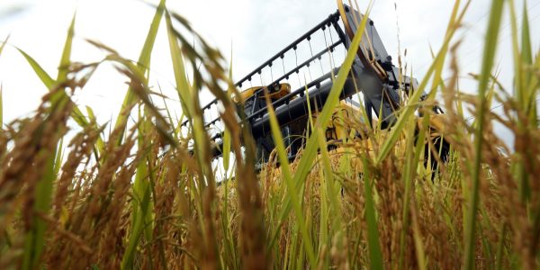 Setor arrozeiro condiciona acesso ao Plano Safra a dívida e juros menores