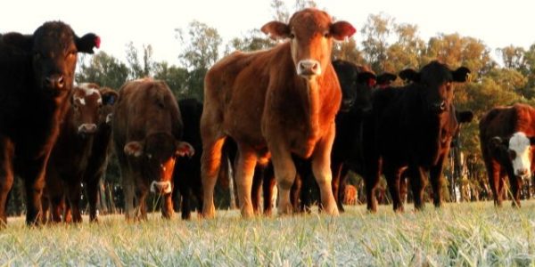Frio intenso é alerta para setor agropecuário no Rio Grande do Sul