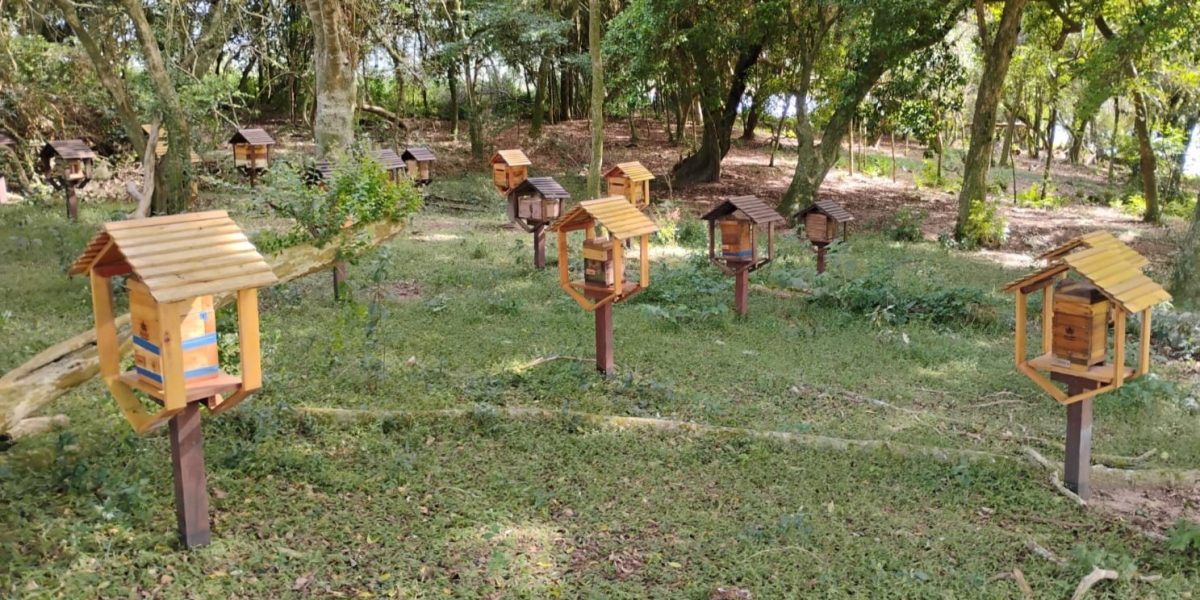 Declaração de Rebanho irá identificar criações de abelhas sem ferrão